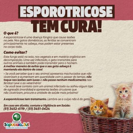 Esporotricose em gatos tem cura e posse responsável é chave para prevenção