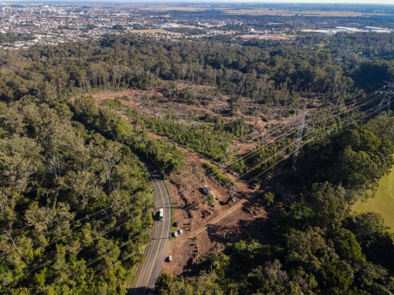 Justiça suspende autorização para supressão vegetal em área do Horto Florestal, em Sapucaia do Sul